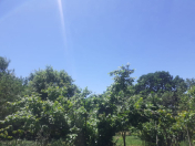 Satılır 40 sot torpaq İsmayıllı