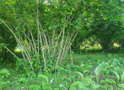 Satılır 20 sot torpaq Qəbələ