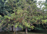 Satılır 4 sot torpaq İsmayıllı