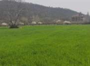 Satılır 60 sot torpaq Qəbələ