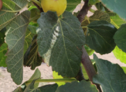 Satılır 6 sot torpaq Qurtuluş - 93 Yaşayış Kompleksi