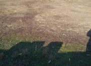 Satılır 5 sot torpaq Saray