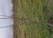 Satılır 170 sot torpaq Xaçmaz