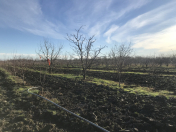 Satılır 125 sot torpaq Xaçmaz