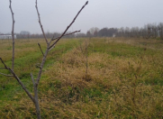 Satılır 1.16 sot torpaq Göyçay