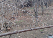 Satılır 12 sot torpaq Şəmkir