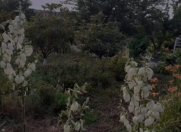 Satılır 22 sot torpaq Novxanı