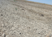 Satılır 15000 sot torpaq Neftçala