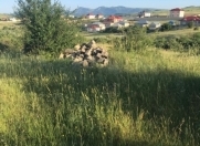 Satılır 16 sot torpaq Şamaxı