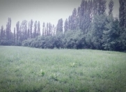 Satılır 60 sot torpaq Qəbələ