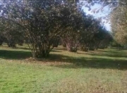 Satılır 94 sot torpaq Qəbələ