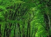 Satılır 11 sot torpaq İsmayıllı