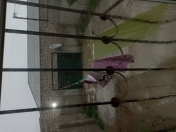 Satılır 3 otaqlı 100 m2 həyət evi Asan Xidmət-2