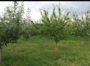 Satılır 21 sot torpaq Qəbələ