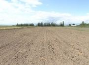 Satılır 1.43 sot torpaq Qəbələ