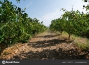 Satılır 700 sot torpaq Şəmkir