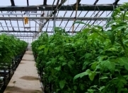 Satılır 2 otaqlı 5000 m2 obyekt Zirə