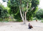 Satılır 15 sot torpaq Ukrayna dairəsi