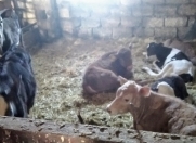 Satılır 3 otaqlı 21400 m2 obyekt Cəlilabad