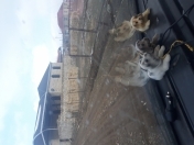 Satılır 11 sot torpaq Tovuz