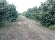 Satılır 3000 sot torpaq Zaqatala