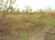 Satılır 65 sot torpaq Quba