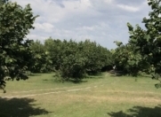 Satılır 120 sot torpaq Qəbələ