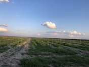 Satılır 6000 sot torpaq Göyçay