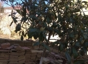 Satılır 2 sot torpaq Sumqayıt