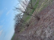 Satılır 114 sot torpaq Xaçmaz