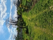 Satılır 2 otaqlı 1100 m2 obyekt Lənkəran