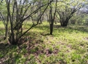 Satılır 22 sot torpaq Qəbələ