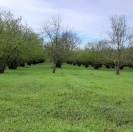 Satılır 36 sot torpaq Oğuz