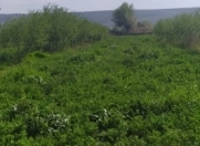 Satılır 30 sot torpaq Şəki