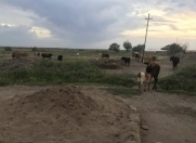 Satılır 300 sot torpaq Salyan