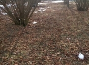 Satılır 11 sot torpaq Qəbələ