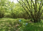 Satılır 20 sot torpaq Qəbələ