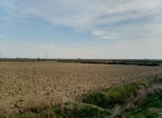 Satılır 160 sot torpaq Sabirabad