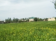 Satılır 30 sot torpaq Qəbələ
