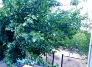 Satılır 3 otaqlı 110 m2 bağ evi Fatmayı