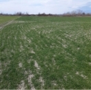 Satılır 2800 sot torpaq Oğuz