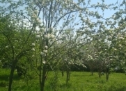 Satılır 30 sot torpaq Qəbələ