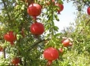 Satılır 30 sot torpaq Sabirabad