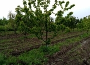 Satılır 35 sot torpaq Xaçmaz