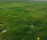 Satılır 108 sot torpaq Qusar