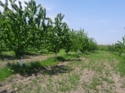 Satılır 71 sot torpaq Quba