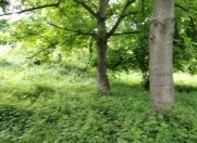 Satılır 46 sot torpaq Qəbələ