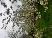 Satılır 6 sot torpaq Xaçmaz