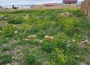 Satılır 6 sot torpaq Gəncə