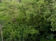 Satılır 10 sot torpaq Quba